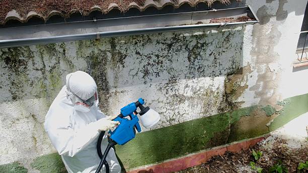 Trusted Mold Remediation service in Bedminster, NJ - Cheap Mold Removal